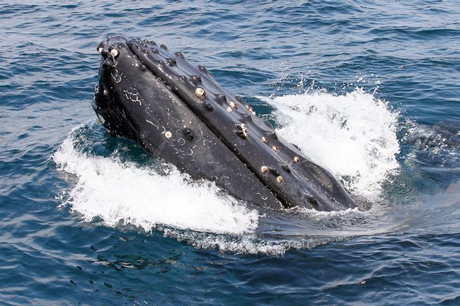 Tour para el avistamiento de ballenas Photo